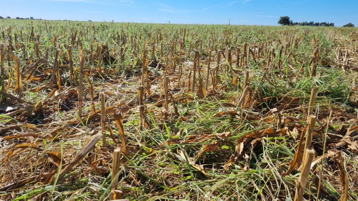 Caravana ILPF: Com arrendamento para lavoura, pecuarista recupera pastos no Vale do Araguaia