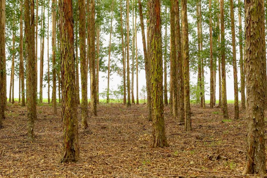 Com menos emissões, sistema integrado de produção agrícola avança em todo o País.
