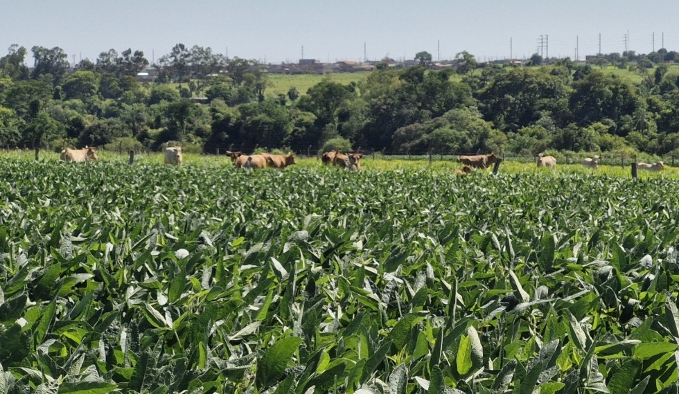 Experimento de 30 anos evidencia amplo pacote de benefícios do Sistema ILPF