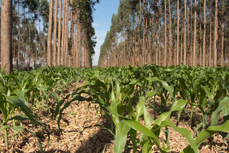 Estudo publicado em periódico científico internacional destaca potencial do Sistema ILPF para sequestro de carbono