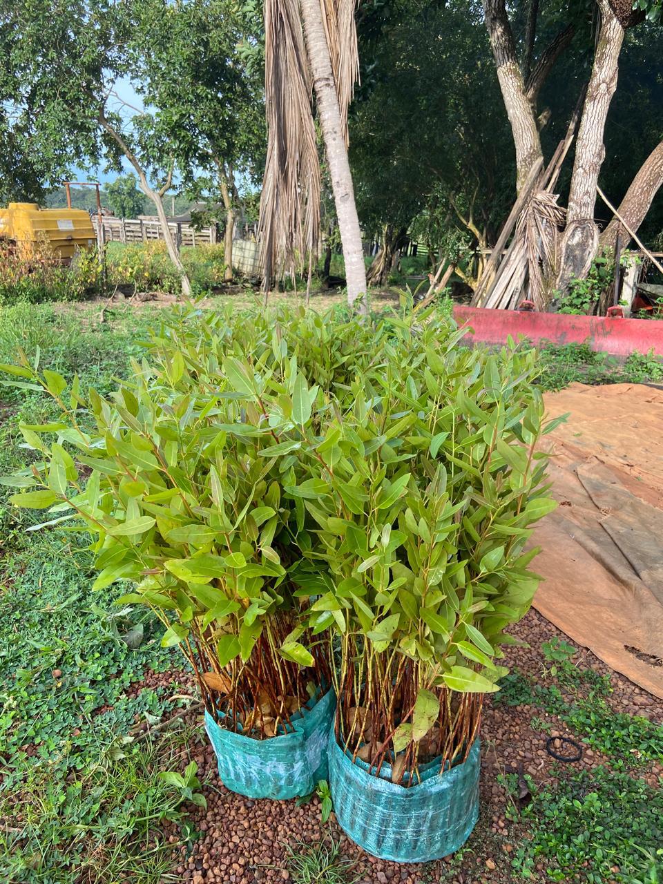 Projetos de ILPF em MT viabilizam bem-estar animal, diversificação de renda e fertilidade do solo