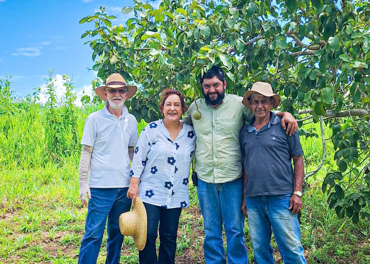 Projeto de ILPF aposta na integração entre pequi, grãos e pecuária