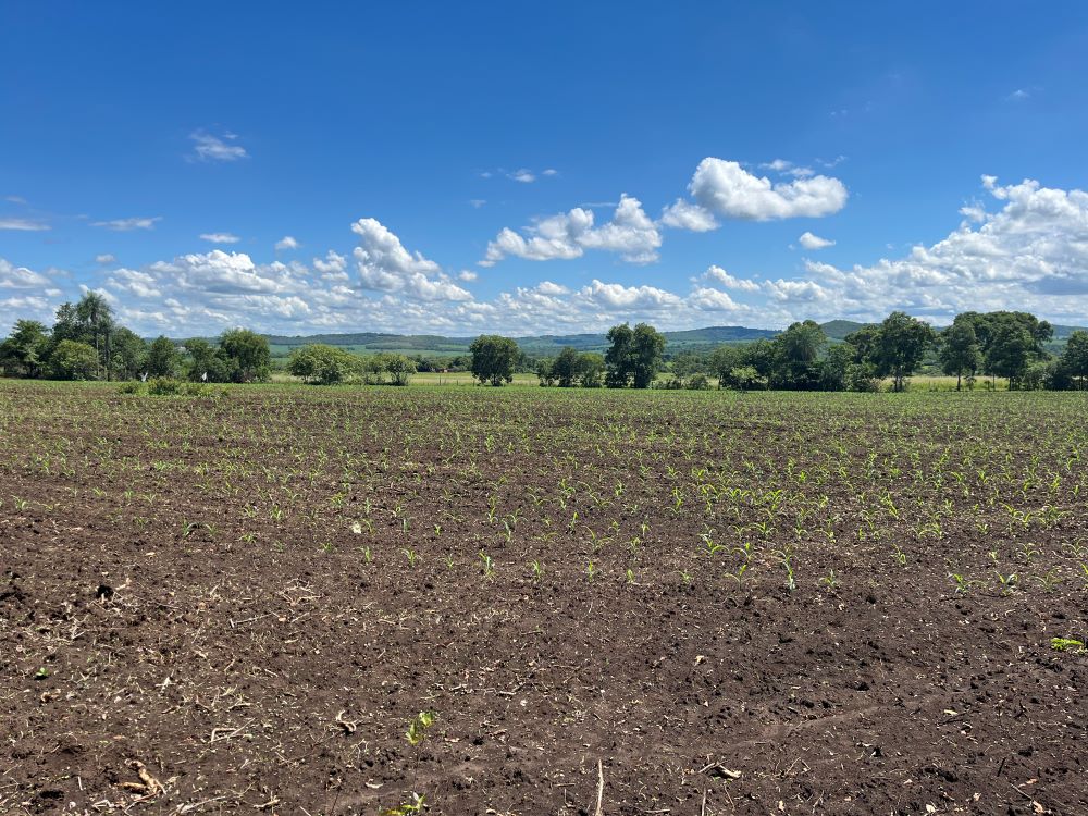 Sistema ILPF impulsiona uso de ferramentas digitais em propriedades em MS