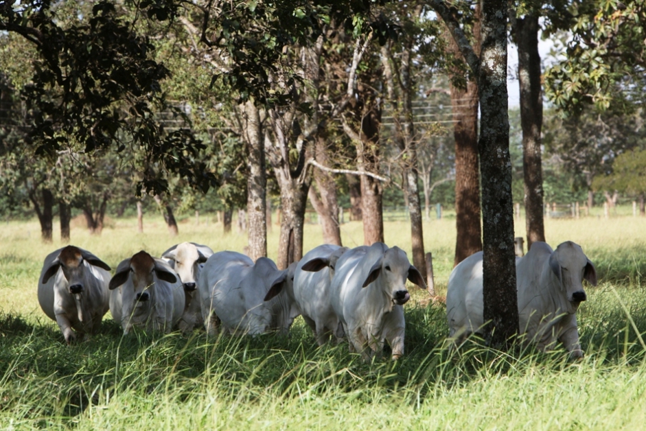 Propriedades rurais que implantam Sistema ILPF estão mais bem preparadas para enfrentar ondas de calor