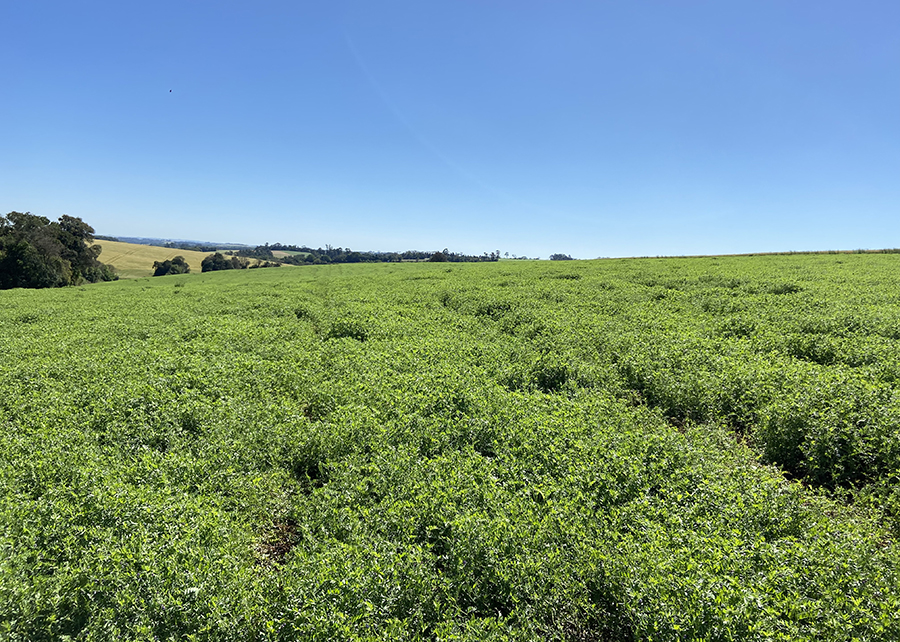 Nova forrageira é ideal para uso em sistemas de Integração-Lavoura-Pecuária