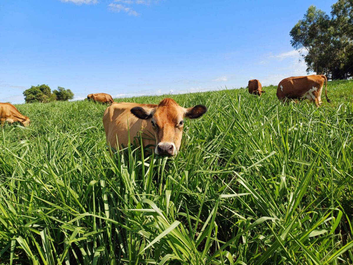 Rede ILPF amplia para cinco estados programa de estímulo à expansão do Sistema de Integração-Lavoura-Pecuária-Floresta