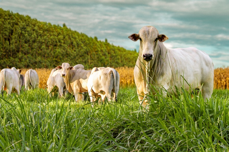 29 de abril: data celebra sanção da lei que, em 2013, instituiu a Política Nacional de Integração Lavoura-Pecuária-Floresta (ILPF)