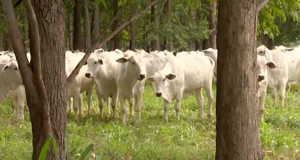 Dia de Campo comemorou dez anos de implantação do Sistema ILPF na Fazenda Campina do Grupo Carlos Viacava