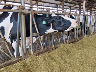 Rede ILPF resultados: propriedade do projeto Integra SP tem salto de produtividade na produção de leite