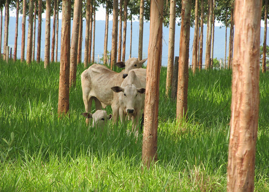 Ferramenta auxilia gestão florestal no Sistema ILPF