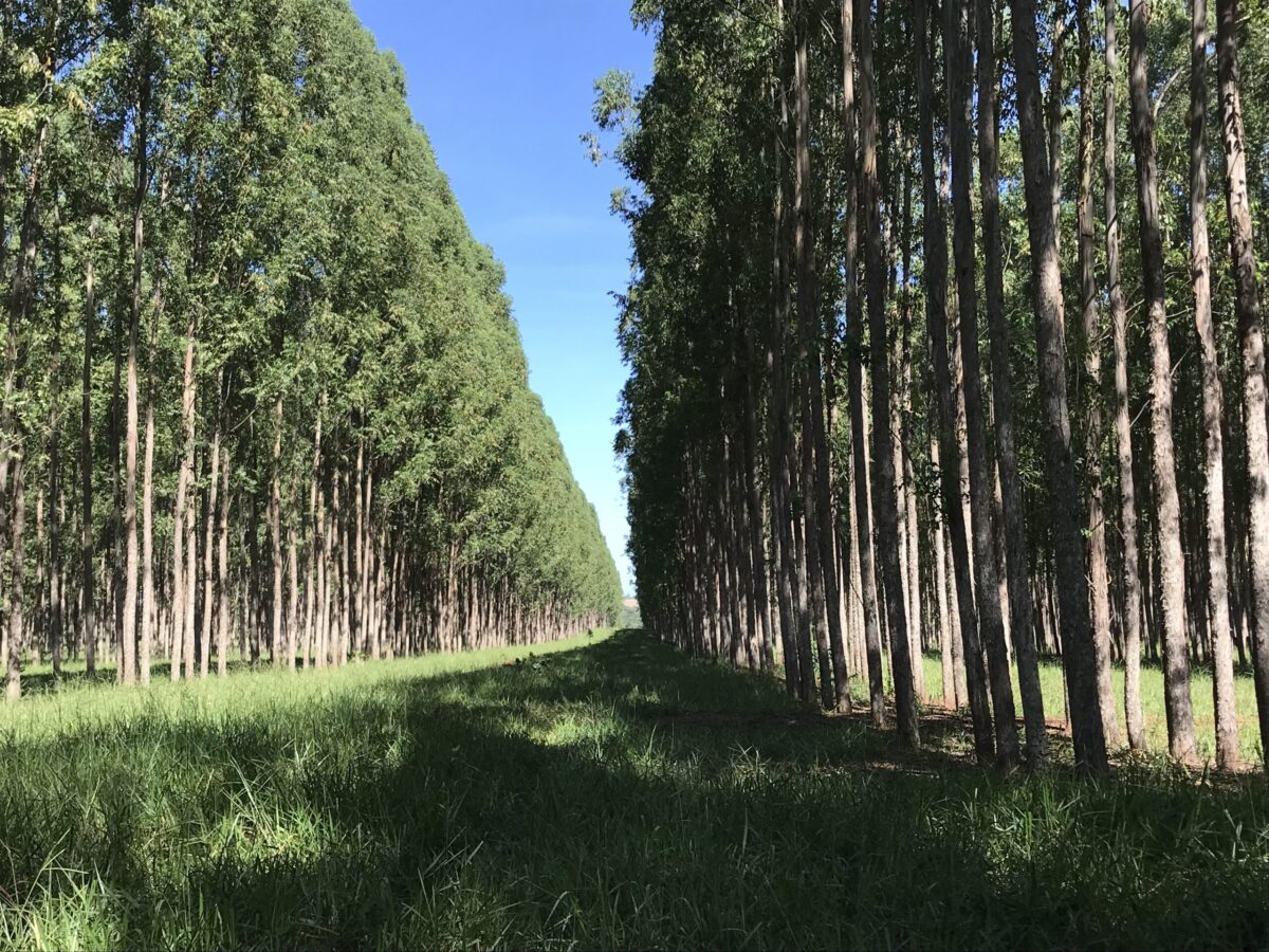Estudo da Esalq/USP destaca potencial do Sistema ILPF para recuperação e renovação de pastagens, bem como para o sequestro de carbono